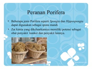 Peranan Porifera
• Beberapa jenis Porifera seperti Spongia dan Hippospongia
dapat digunakan sebagai spons mandi.
• Zat kimia yang dikeluarkannya memiliki potensi sebagai
obat penyakit kanker dan penyakit lainnya.
 