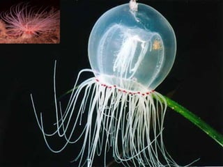 Coelenterata
 