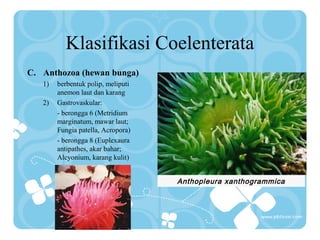 Klasifikasi Coelenterata
C. Anthozoa (hewan bunga)
1) berbentuk polip, meliputi
anemon laut dan karang
2) Gastrovaskular:
- berongga 6 (Metridium
marginatum, mawar laut;
Fungia patella, Acropora)
- berongga 8 (Euplexaura
antipathes, akar bahar;
Alcyonium, karang kulit)
Anthopleura xanthogrammica
 