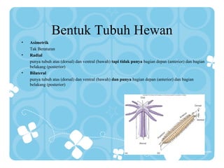 Bentuk Tubuh Hewan
• Asimetrik
Tak Beraturan
• Radial
punya tubuh atas (dorsal) dan ventral (bawah) tapi tidak punya bagian depan (anterior) dan bagian
belakang (posterior)
• Bilateral
punya tubuh atas (dorsal) dan ventral (bawah) dan punya bagian depan (anterior) dan bagian
belakang (posterior)
 