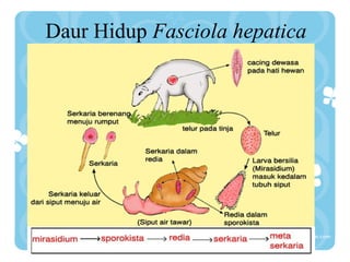 Daur Hidup Fasciola hepatica
 