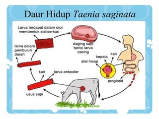 Daur Hidup Taenia saginata
 