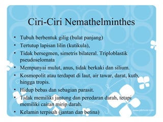 Ciri-Ciri Nemathelminthes
• Tubuh berbentuk gilig (bulat panjang)
• Tertutup lapisan lilin (kutikula),
• Tidak bersegmen, simetris bilateral. Triploblastik
pseudoselomata
• Mempunyai mulut, anus, tidak berkaki dan silium.
• Kosmopolit atau terdapat di laut, air tawar, darat, kutb,
hingga tropis.
• Hidup bebas dan sebagian parasit.
• Tidak memiliki jantung dan peredaran darah, tetapi
memiliki cairan mirip darah.
• Kelamin terpisah (jantan dan betina)
 