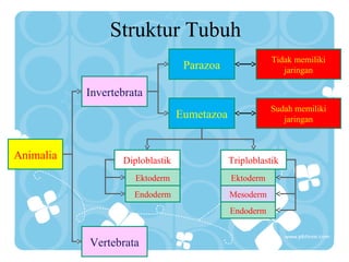 Struktur Tubuh
Animalia
Vertebrata
Invertebrata
Parazoa
Eumetazoa
Tidak memiliki
jaringan
Sudah memiliki
jaringan
Diploblastik Triploblastik
Ektoderm
Endoderm
Ektoderm
Mesoderm
Endoderm
 