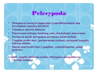 Pelecypoda
• Mempunyai insang berlapis-lapis (Lamellibranchiata) dan
bercangkok sepasang (bivalvia)
• Tubuhnya simetris bilateral
• Pencernaan:esofagus, lambung, usus, dan kelenjar pencernaan
• Peredaran darah merupakan peredaran darah terbuka
• Cangkok terdiri dari : periostrakum (terluar), prismatik (tengah),
nakreas (dalam
• Sistem saraf terdiri dari 3 ganglion : celebral/anterior, pedal,
posterior
Contoh: Asaphis detlorata (remis), Meleagrina marganitivera
( kerang mutiara)
 