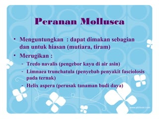 Peranan Mollusca
• Menguntungkan : dapat dimakan sebagian
dan untuk hiasan (mutiara, tiram)
• Merugikan :
- Tredo navalis (pengebor kayu di air asin)
- Limnaea trunchatula (penyebab penyakit fasciolosis
pada ternak)
- Helix aspera (perusak tanaman budi daya)
 