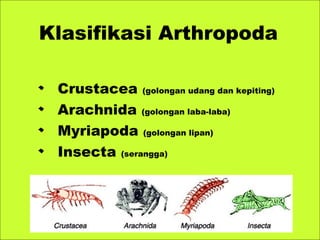 Crustacea (golongan udang dan kepiting)
Arachnida (golongan laba-laba)
Myriapoda (golongan lipan)
Insecta (serangga)
Klasifikasi Arthropoda
 