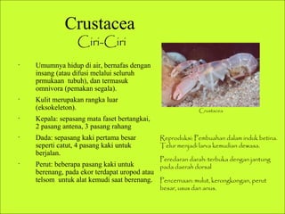 Ciri-Ciri
•
Umumnya hidup di air, bernafas dengan
insang (atau difusi melalui seluruh
prmukaan tubuh), dan termasuk
omnivora (pemakan segala).
•
Kulit merupakan rangka luar
(eksokeleton).
•
Kepala: sepasang mata faset bertangkai,
2 pasang antena, 3 pasang rahang
•
Dada: sepasang kaki pertama besar
seperti catut, 4 pasang kaki untuk
berjalan.
•
Perut: beberapa pasang kaki untuk
berenang, pada ekor terdapat uropod atau
telsom untuk alat kemudi saat berenang.
Crustacea
Ciri-Ciri
Reproduksi: Pembuahan dalam induk betina.
Telur menjadi larva kemudian dewasa.
Peredaran darah: terbuka dengan jantung
pada daerah dorsal
Pencernaan: mulut, kerongkongan, perut
besar, usus dan anus.
Crustacea
 