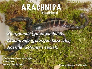 •Scorpionida (golongan kala)Scorpionida (golongan kala)
•Arachnoida (golongan laba-laba)Arachnoida (golongan laba-laba)
•Acarina (golongan caplak)Acarina (golongan caplak)
ARACHNIDA
Klasifikasi
 