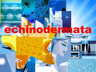 echinodermata
 