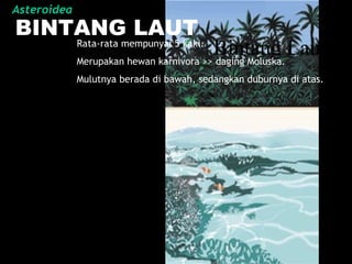 Bintang Laut
BINTANG LAUT
Rata-rata mempunyai 5 kaki.
Merupakan hewan karnivora >> daging Moluska.
Mulutnya berada di bawah, sedangkan duburnya di atas.
Asteroidea
 