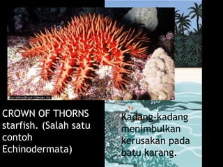 Kadang-kadang
menimbulkan
kerusakan pada
batu karang.
CROWN OF THORNS
starfish. (Salah satu
contoh
Echinodermata)
Bintang Duri
 