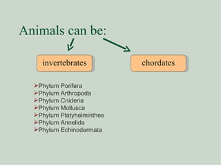 Animals can be: invertebrates chordates Phylum Porifera Phylum Arthropoda Phylum Cnideria Phylum Mollusca Phylum Platyhelminthes Phylum Annelida Phylum Echinodermata 