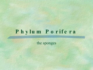 Phylum Porifera the sponges 