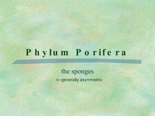 Phylum Porifera the sponges generally asymmetric 