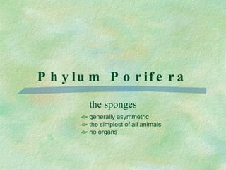 Phylum Porifera the sponges generally asymmetric the simplest of all animals no organs 