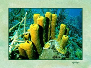 sponges 