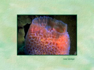 vase sponge 