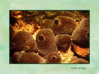 simple sponges 