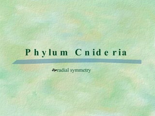 Phylum Cnideria radial symmetry 