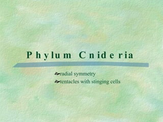 Phylum Cnideria radial symmetry tentacles with stinging cells 