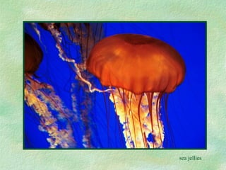 sea jellies 