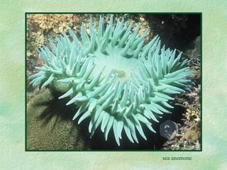 sea anemone 