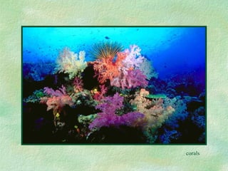 corals 