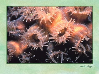coral polyps 