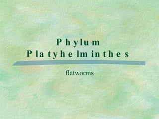 Phylum Platyhelminthes flatworms 