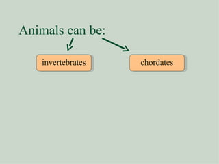 Animals can be: invertebrates chordates 