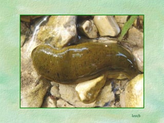 leech 
