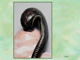 leech 