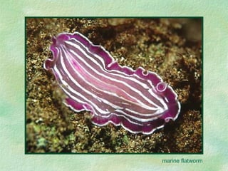 marine flatworm 