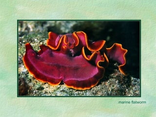 marine flatworm 