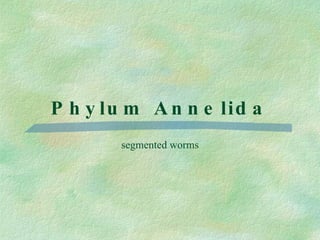 Phylum Annelida segmented worms 
