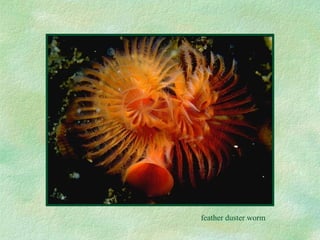 feather duster worm 