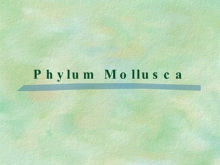 Phylum Mollusca 