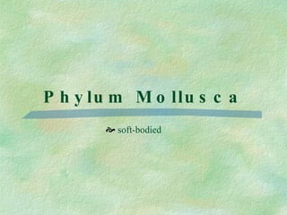 Phylum Mollusca soft-bodied 