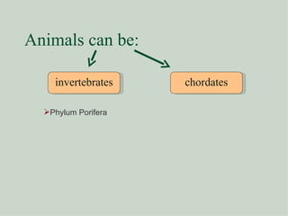 Animals can be: invertebrates chordates Phylum Porifera 