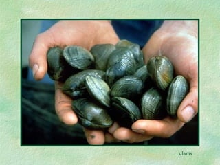 clams 