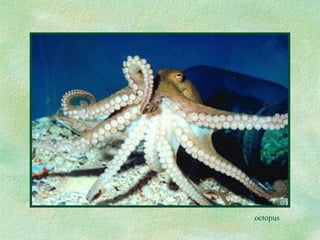 octopus 