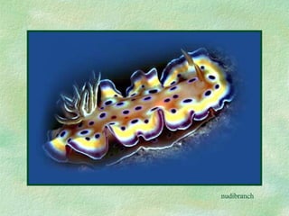 nudibranch 