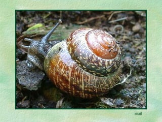 snail 