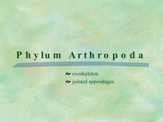 Phylum Arthropoda exoskeleton jointed appendages 