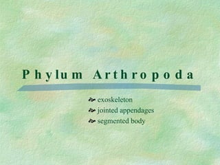 Phylum Arthropoda exoskeleton jointed appendages segmented body 