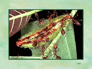 ants 