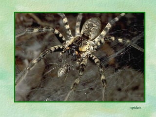 spiders 
