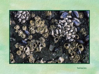 barnacles 
