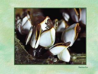 barnacles 